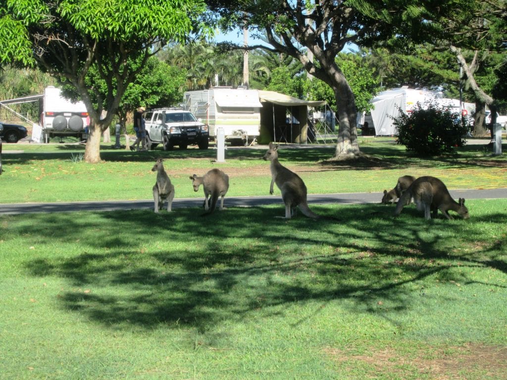 Kangaroos in Caravan Park